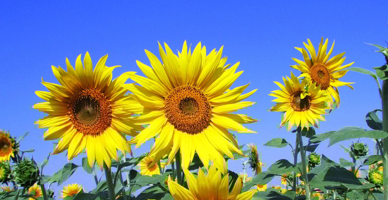 Das Drehhaus – von der Sonnenblume abgeschaut